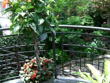 View of Deck and Gardens